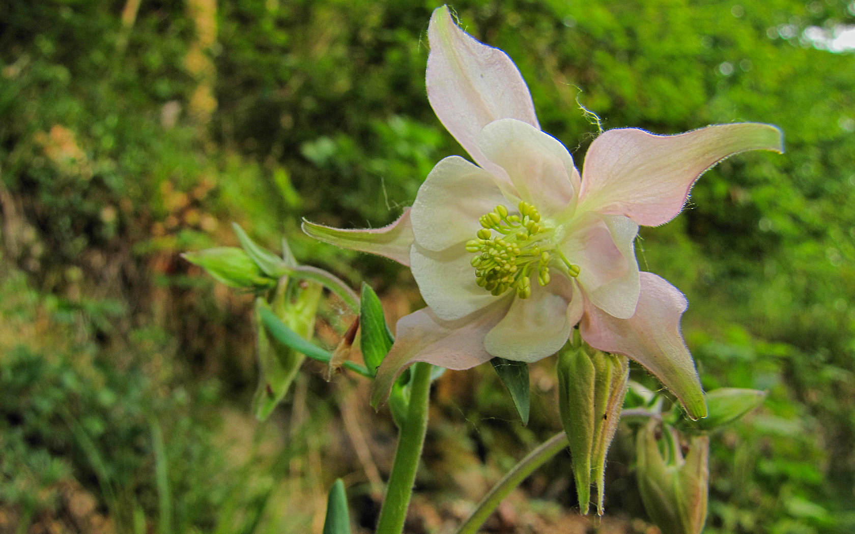 Aquilegia vulgaris?